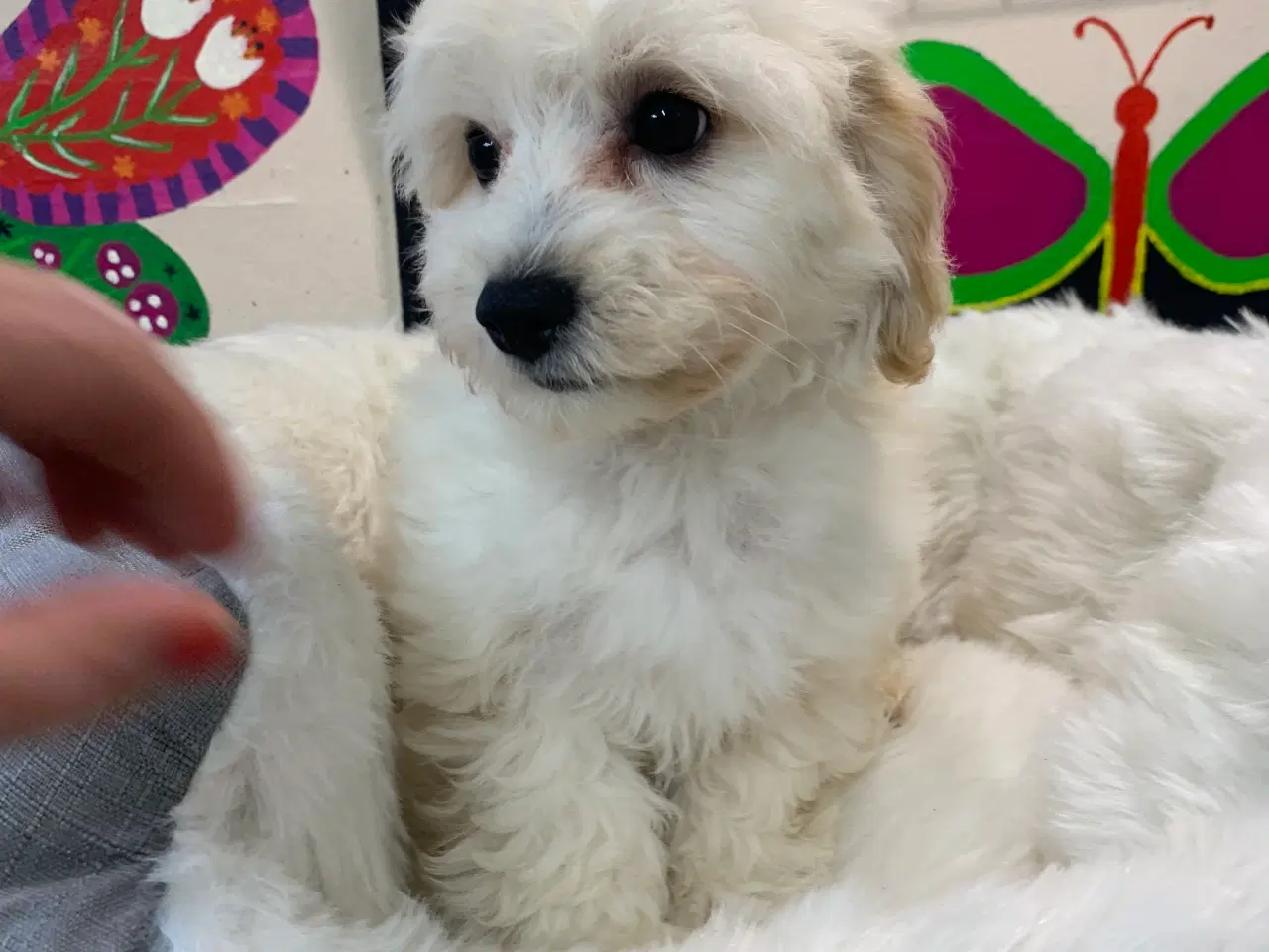 Billede 16 - Maltipoo babyer er rejse klar nu 