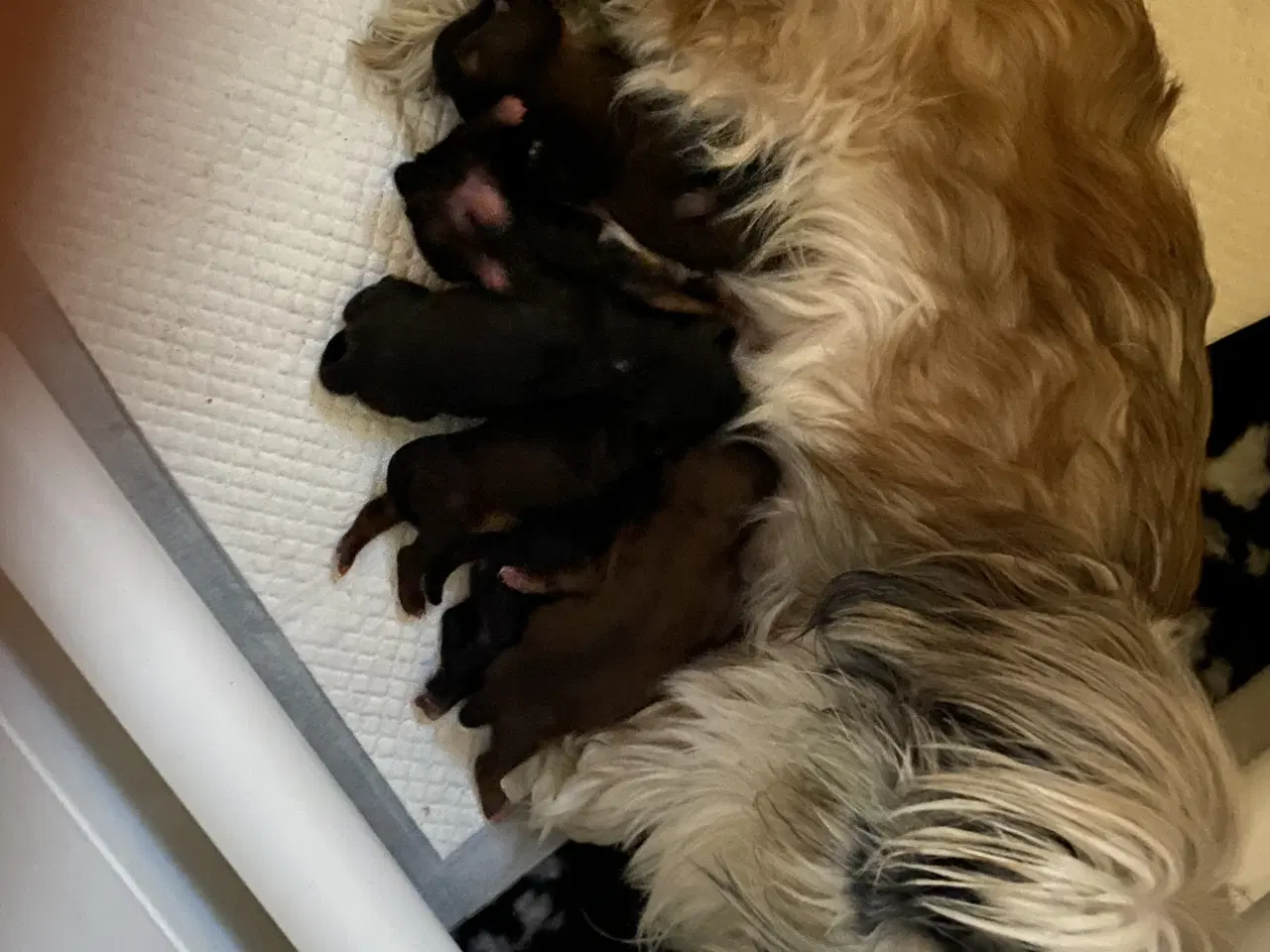 Billede 2 - Shitzu puddel blanding