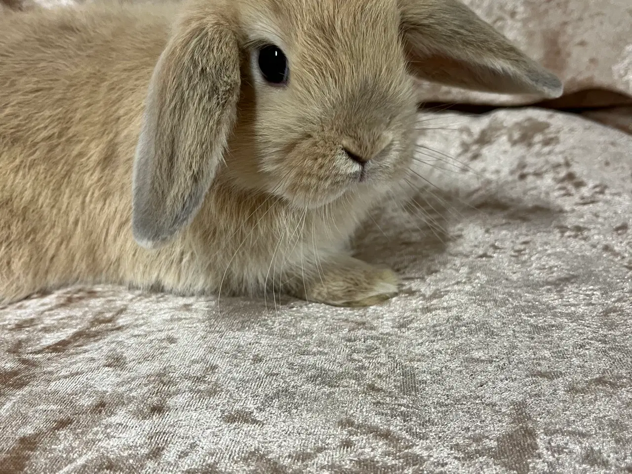 Billede 6 - Mini lop