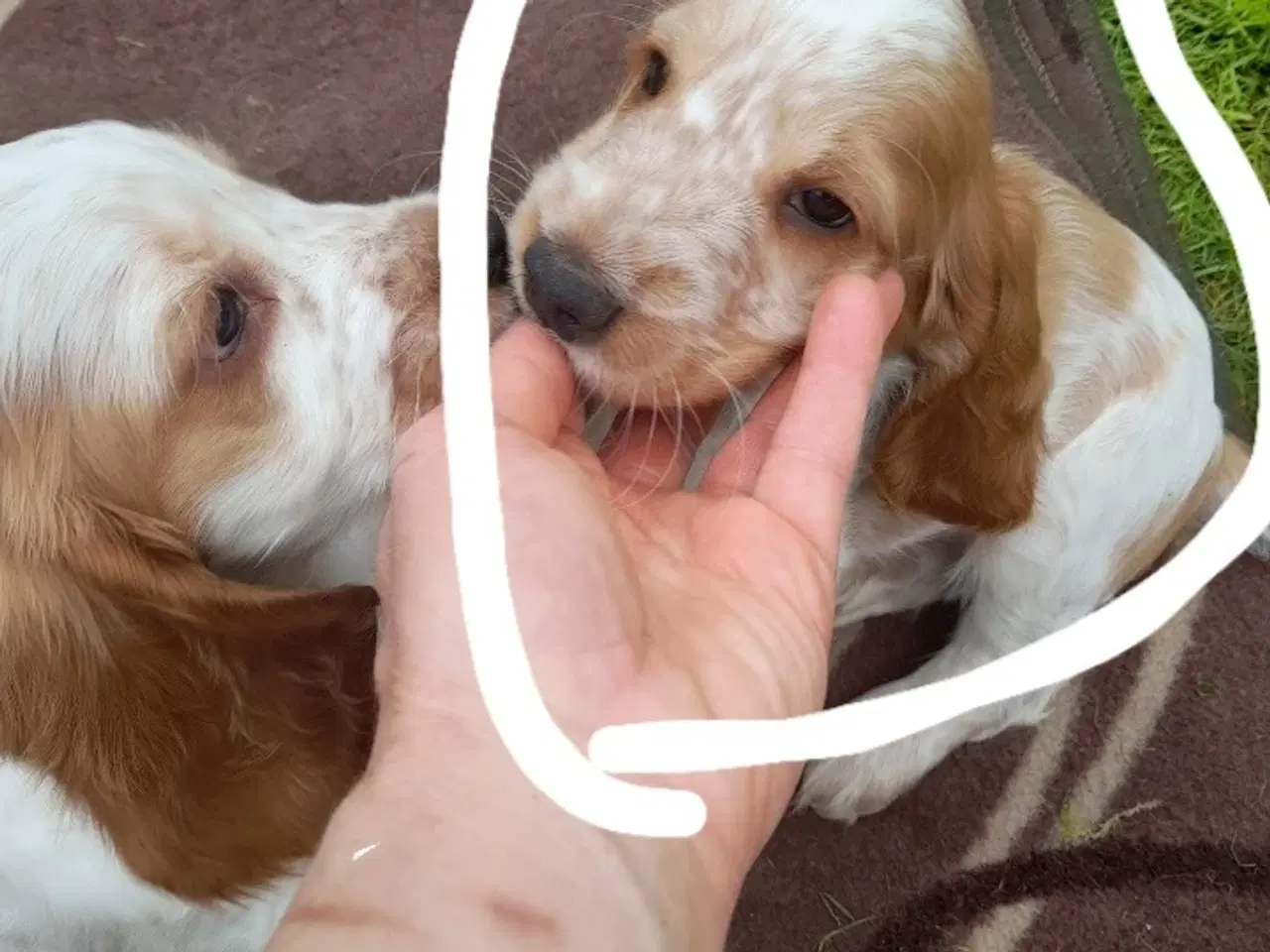 Billede 3 - engelsk cocker spaniel