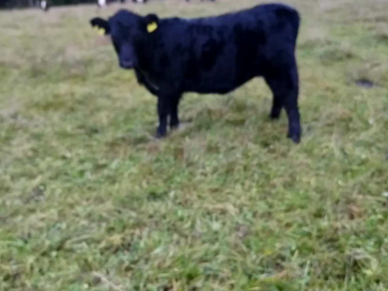 Billede 1 - Dexter x Galloway kvie