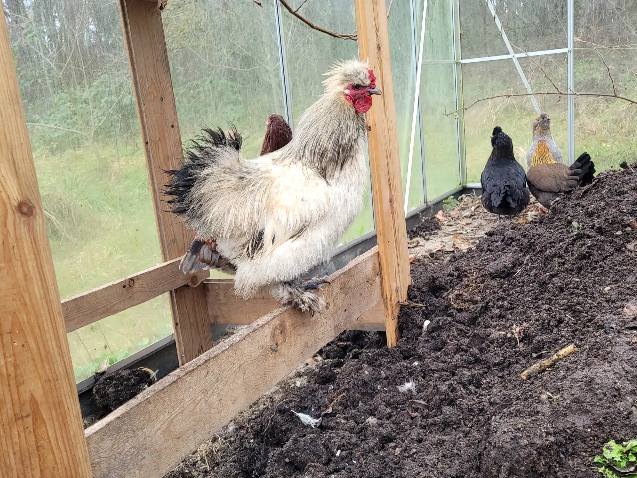 Billede 1 - Tre søde silkehaner sælges