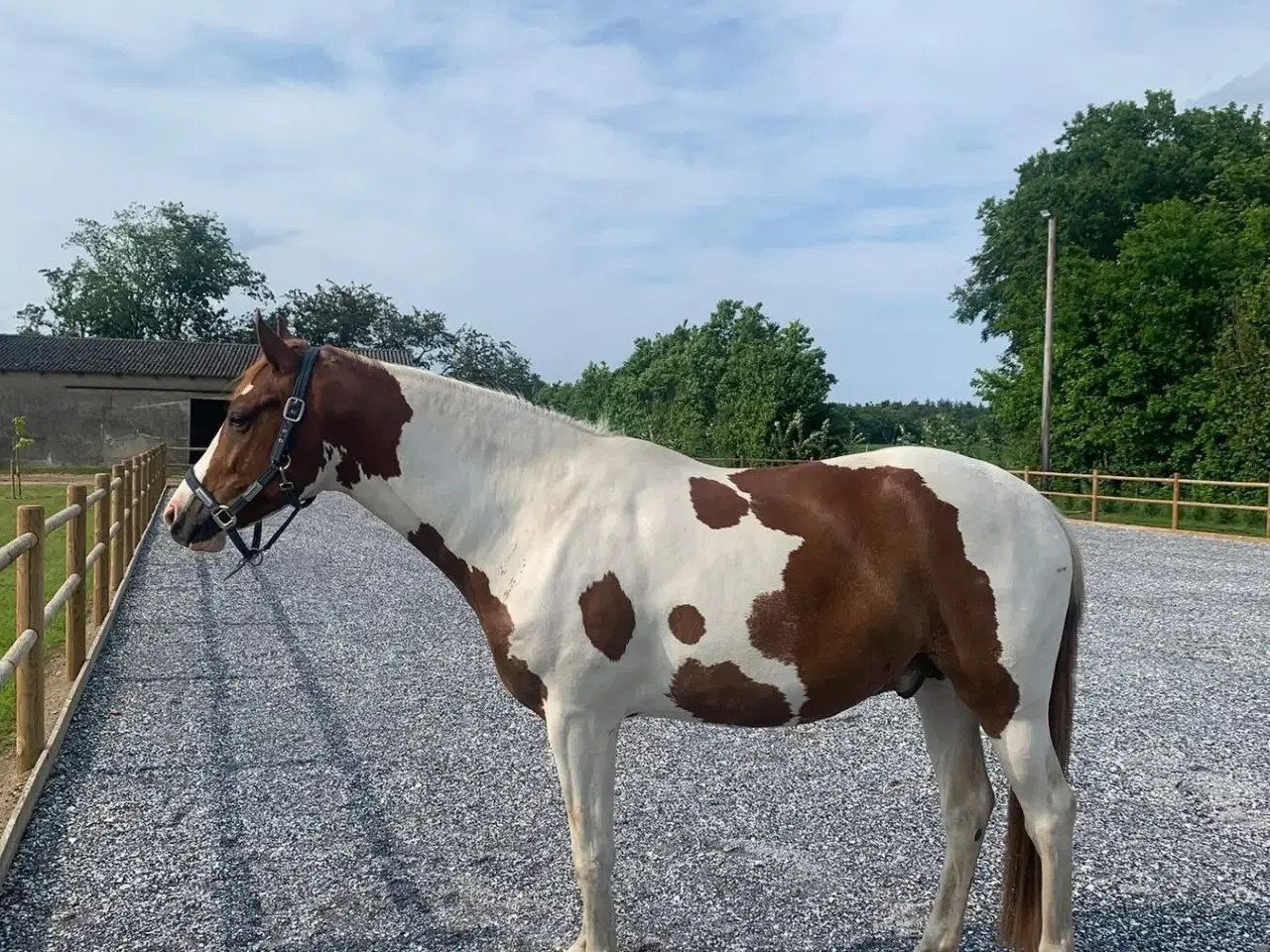 Billede 1 - Skønneste 4 års pinto vallak 