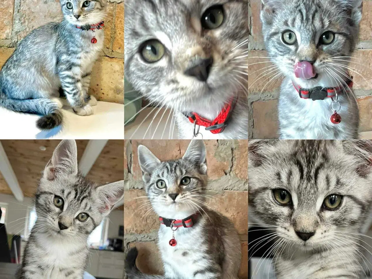 Billede 5 - Maine Coon blandninger