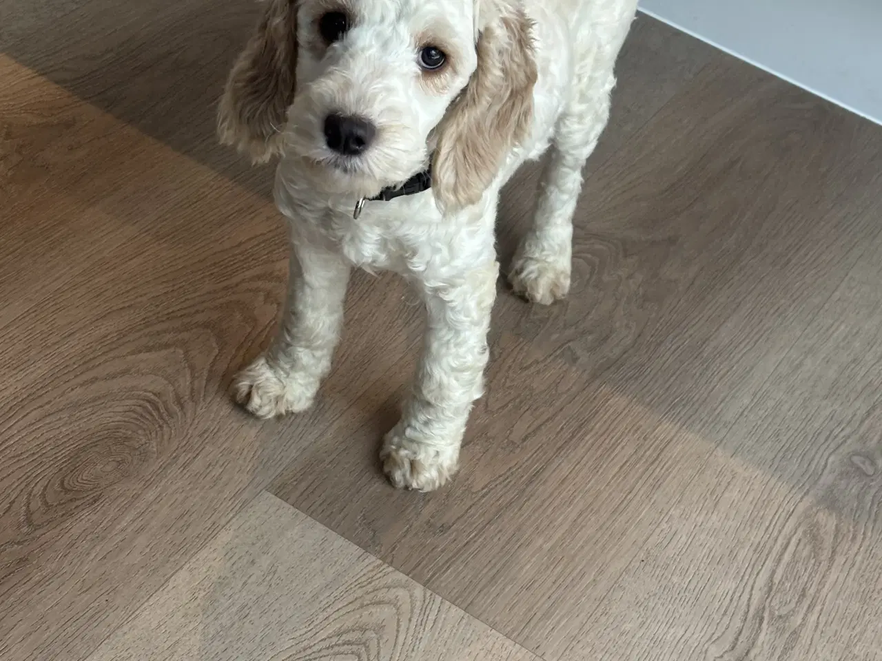 Billede 3 - Cockapoo  hvalp 