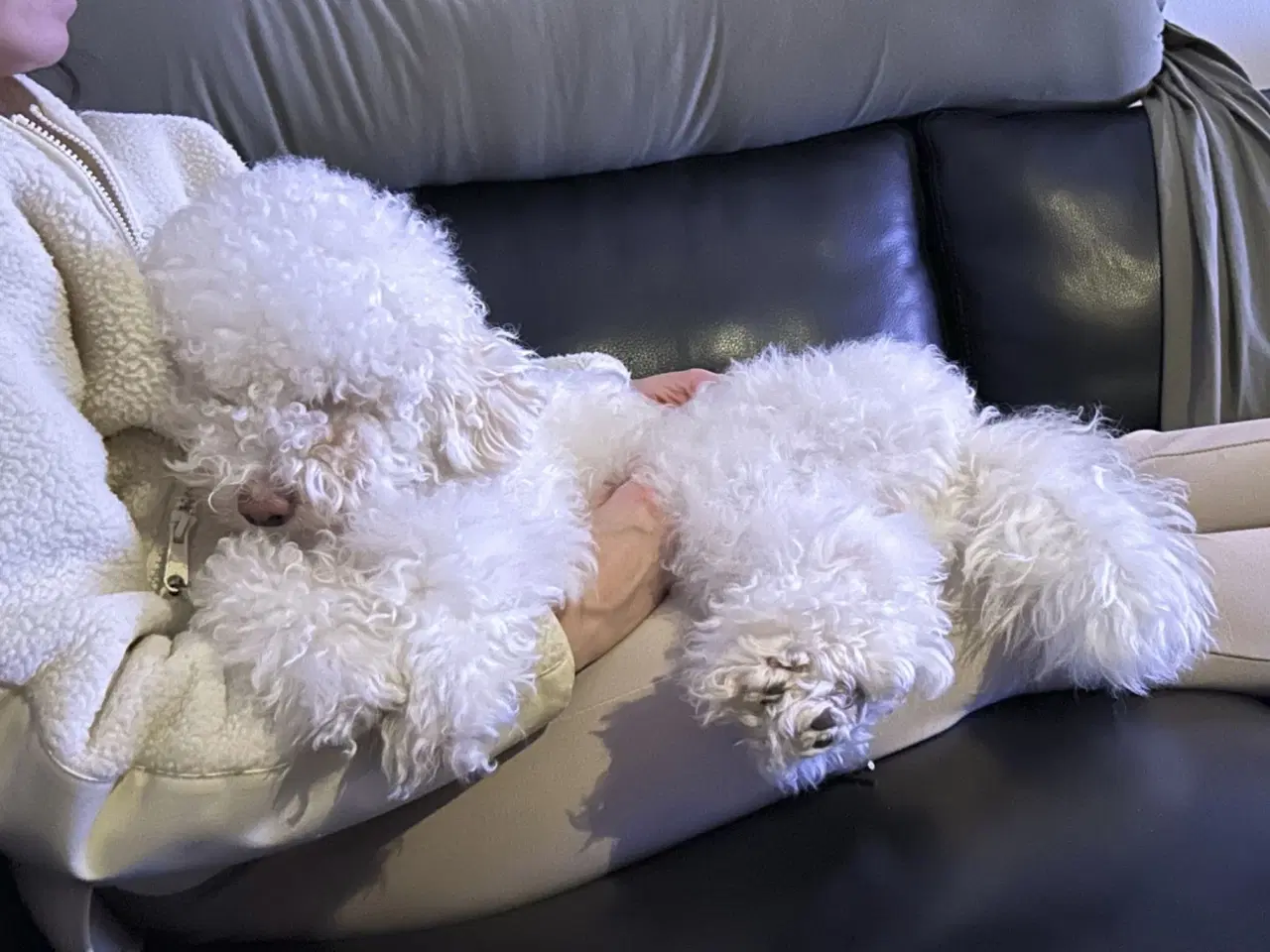 Billede 20 - Vores 2 dværgpuddel har fået 3 hundehvalpe 