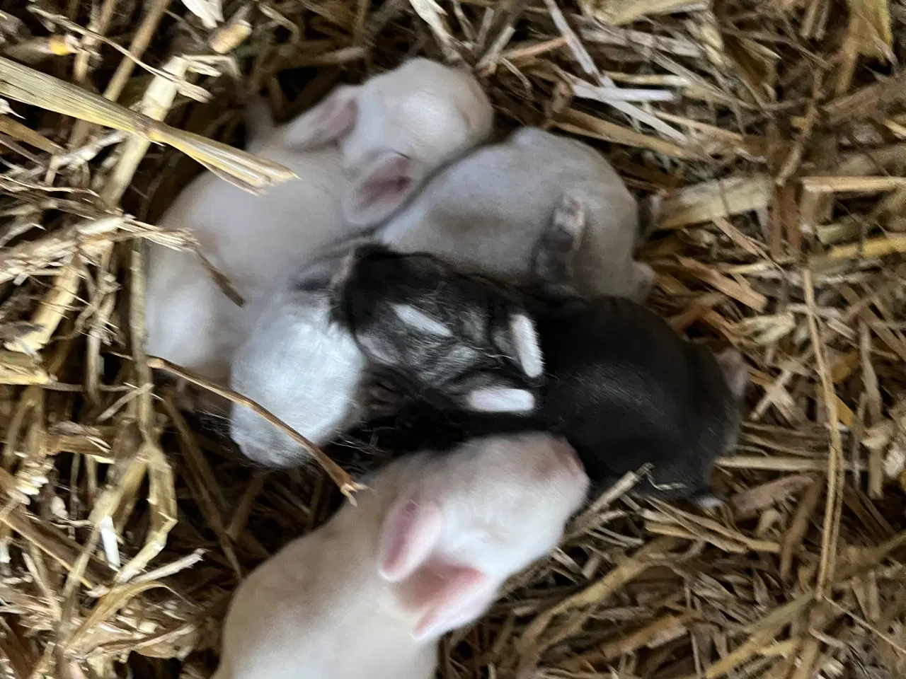 Billede 3 - Minilop/lionlop Kaninunger 
