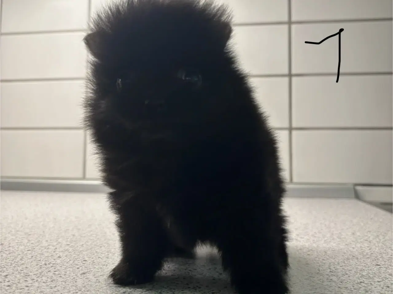 Billede 2 - Pomchi hvalpe