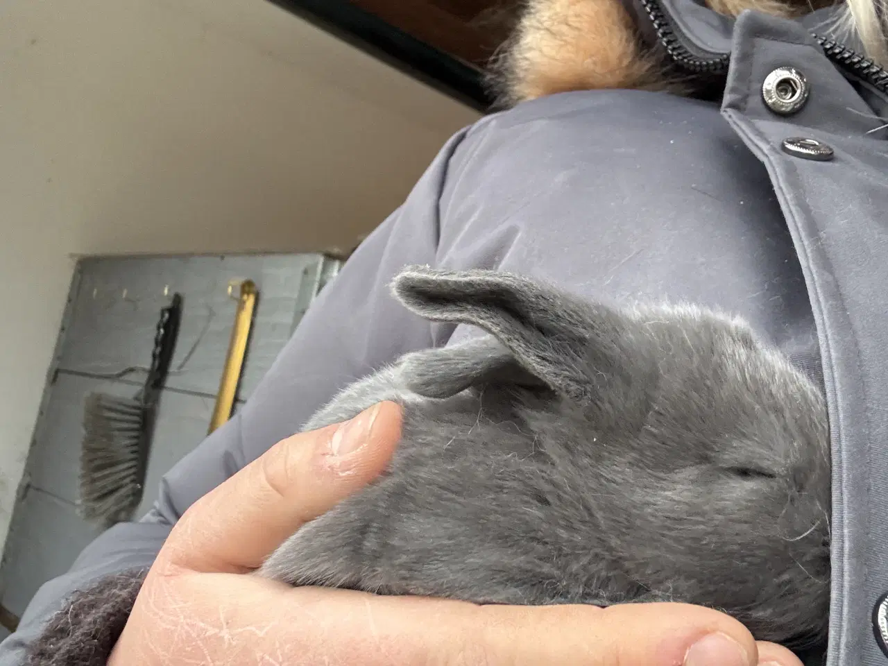 Billede 2 - Fransk vædder kanin unger 