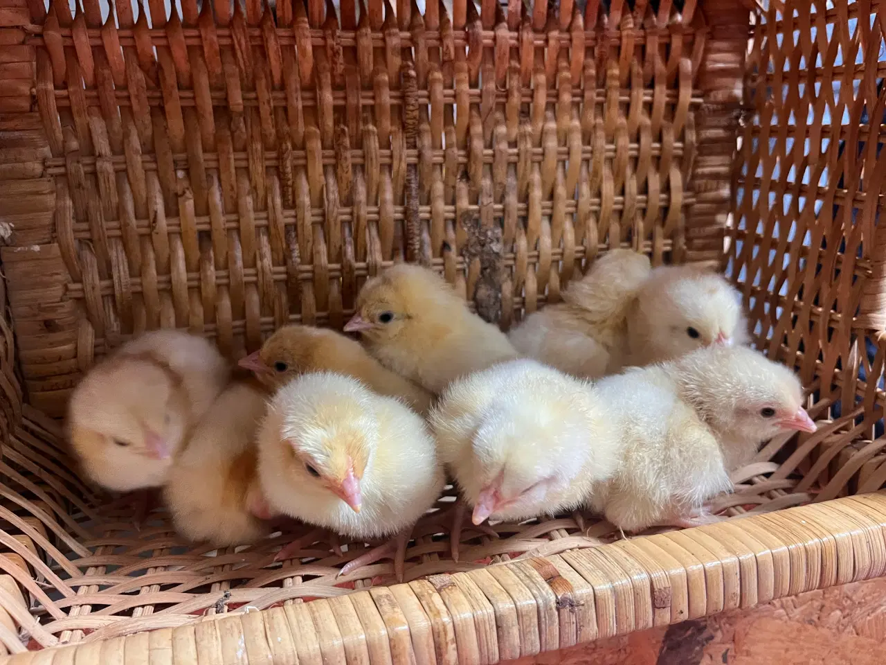 Billede 2 - Kyllinger fra racehøns
