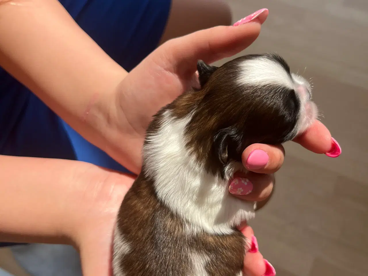 Billede 11 - Rene shih tzu hvalpe til salg 