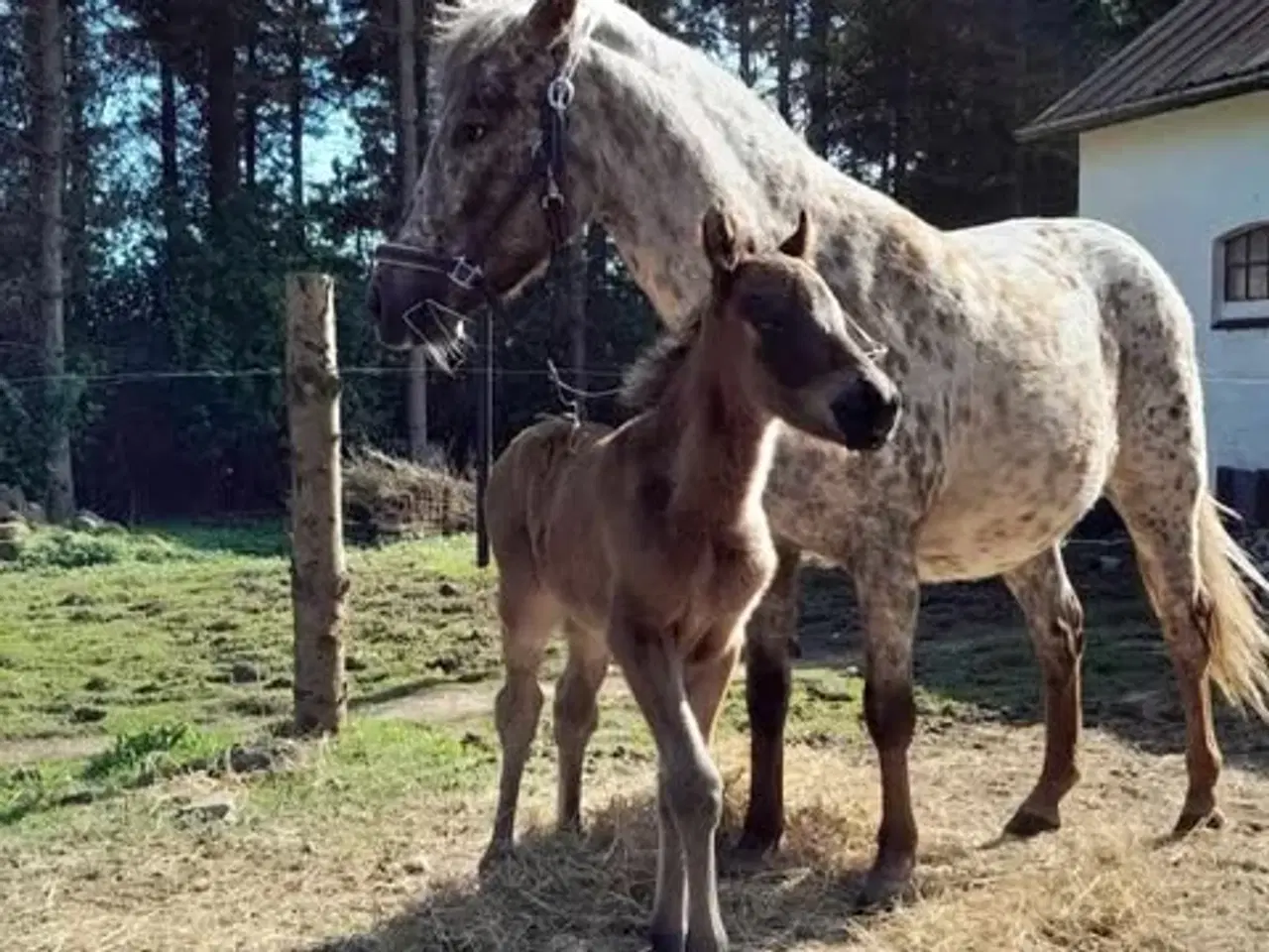 Billede 3 - Smuk knabstruppere hoppe kat. 3