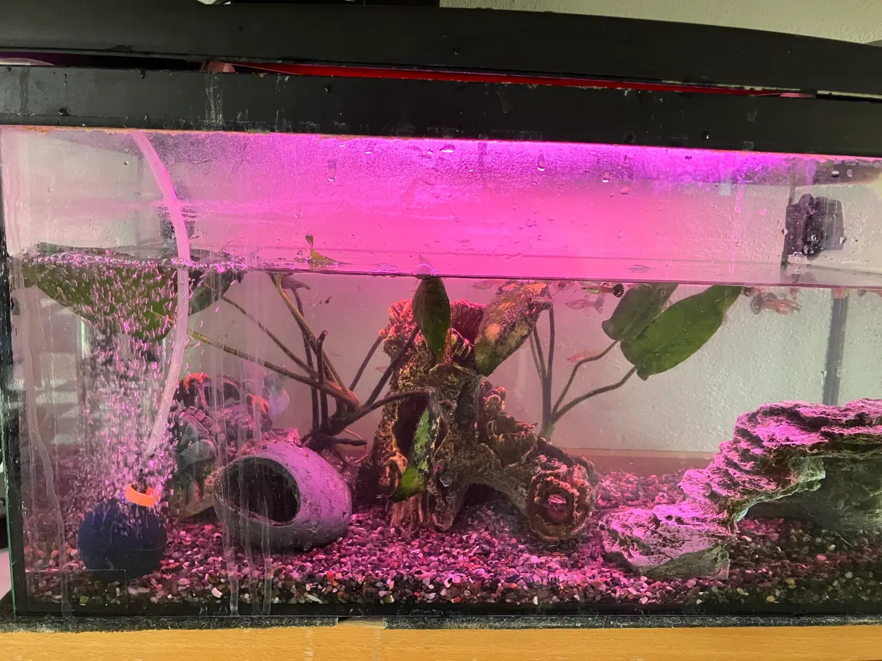 Billede 1 - Akvarium og fisk
