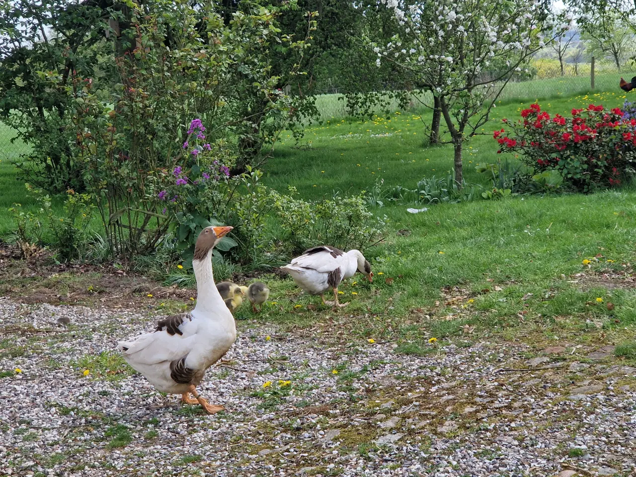 Billede 1 - Dansk Landgase