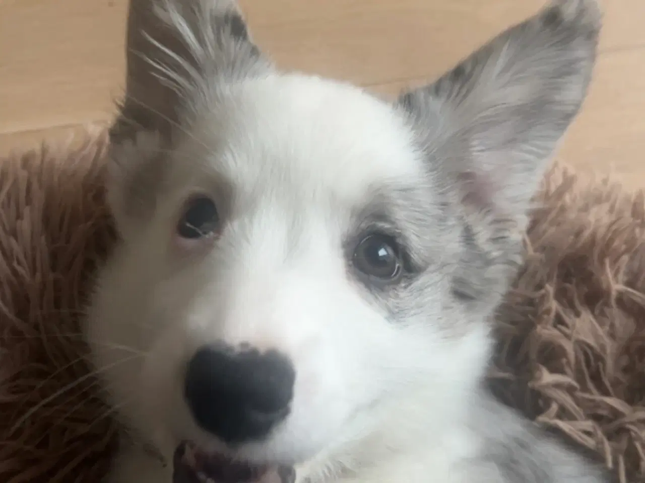 Billede 3 - Welsh corgi cardigan 