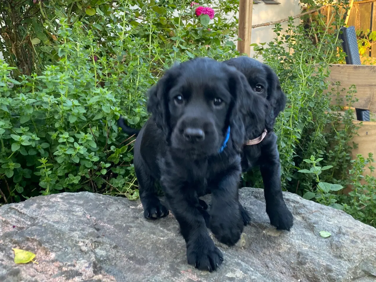 Billede 3 - FT Cockerspaniel hvalpe sælges 