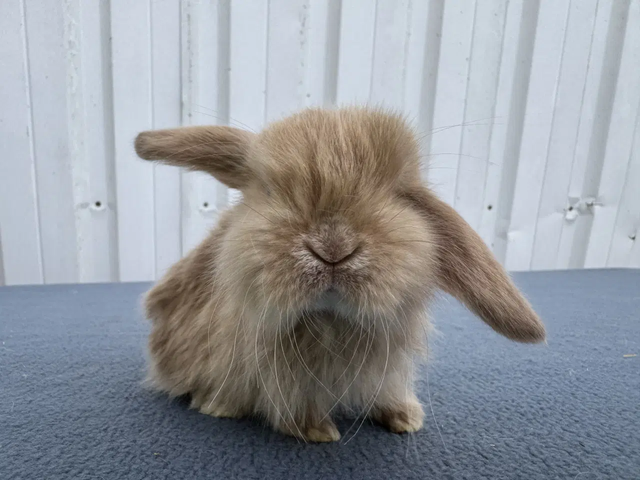 Billede 1 - Mini lop satin hankanin