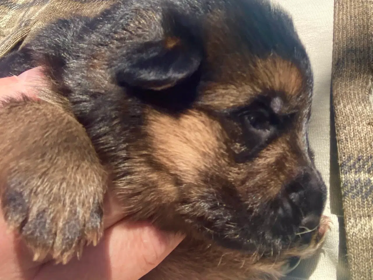 Billede 5 - Schæferhvalpe fra Danmarks ældste kennel  