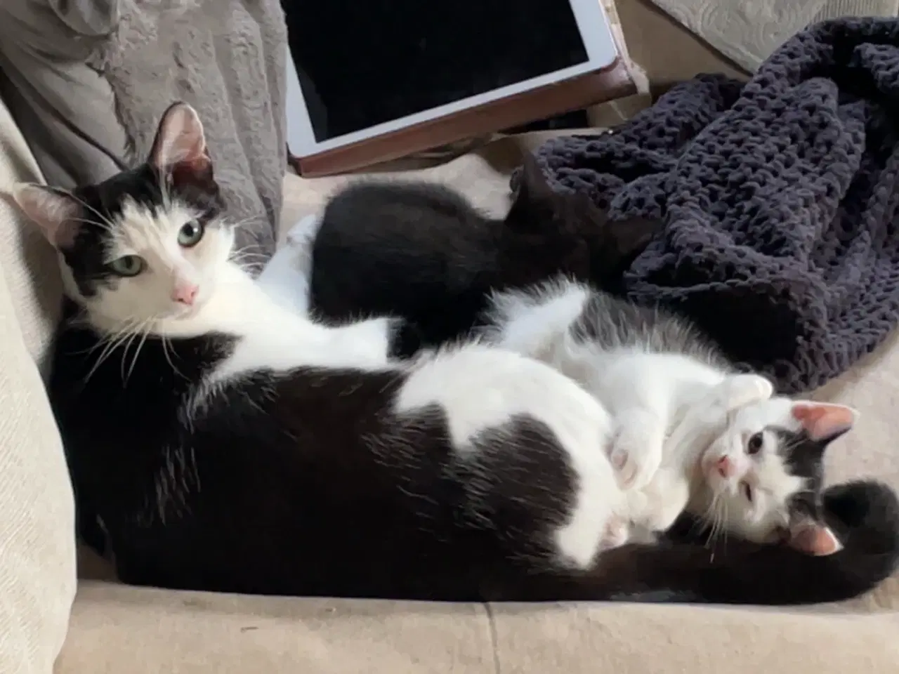 Billede 3 - Sød kælende hun killing salgsklar 8/11