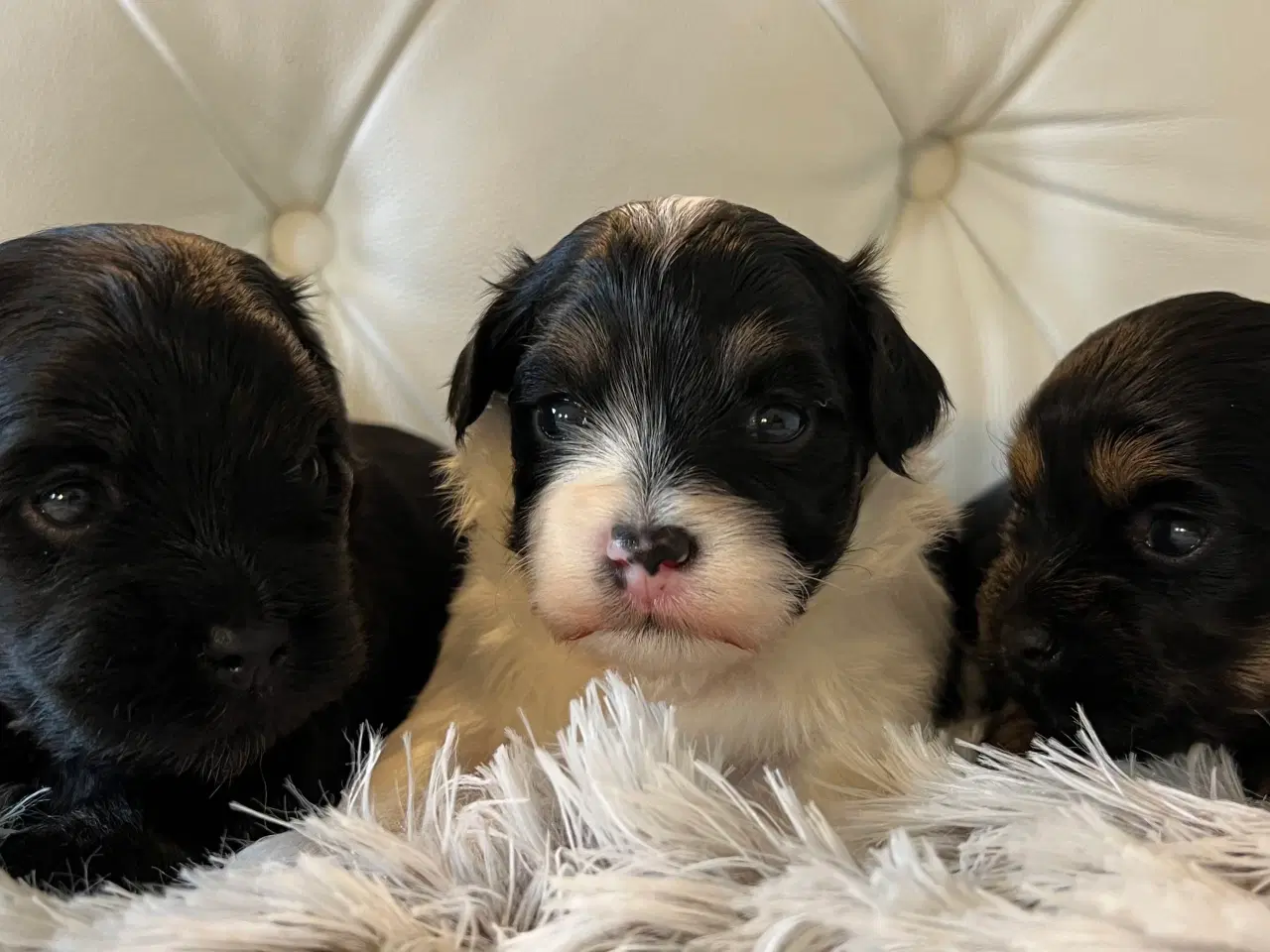 Billede 6 - Sødeste Bichon Havanais 