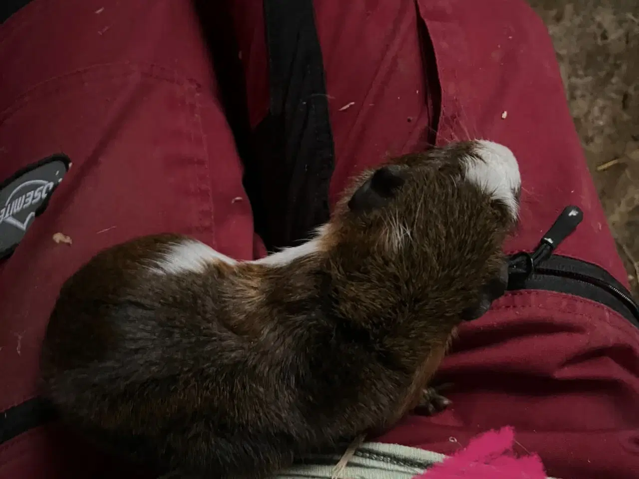 Billede 2 - Marsvine piger - unger og fuld voksen