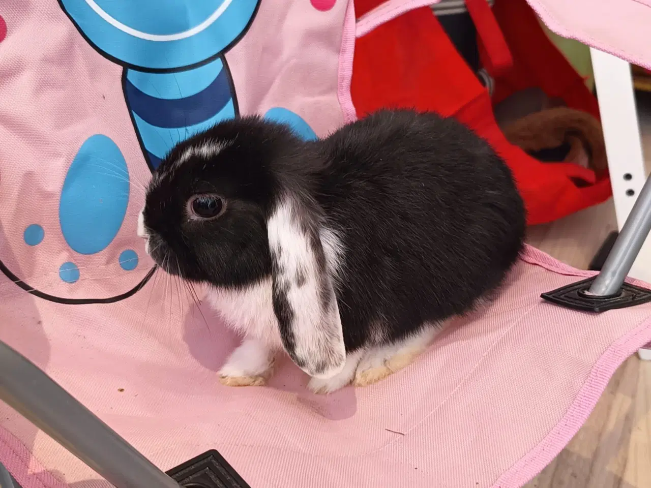 Billede 2 - Sød lille mini lop / dværgvædder kanin🐇🐰