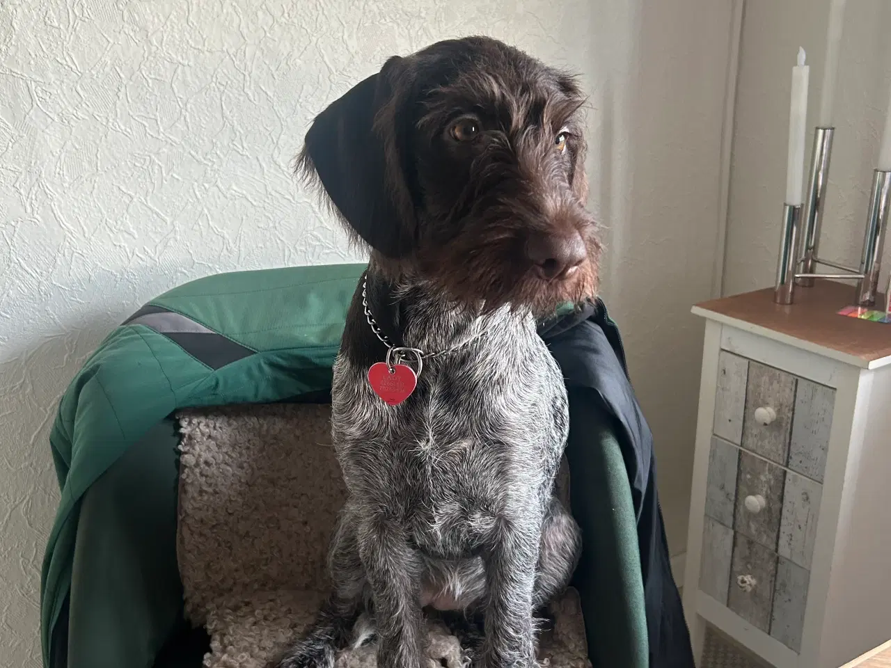 Billede 3 - Ruhåret hønsehund