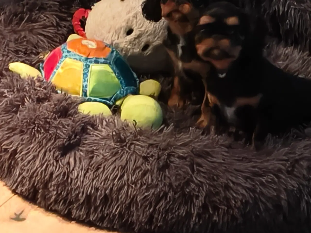 Billede 3 - Skønne King Charles Spaniel