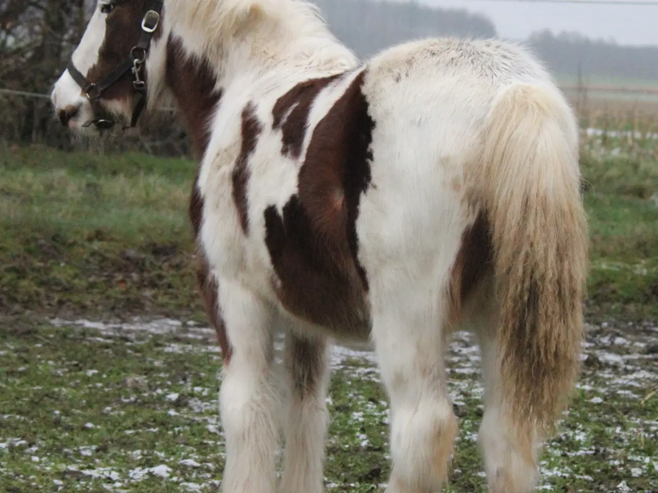 Billede 8 - Tinker /Irish cob hoppe føl