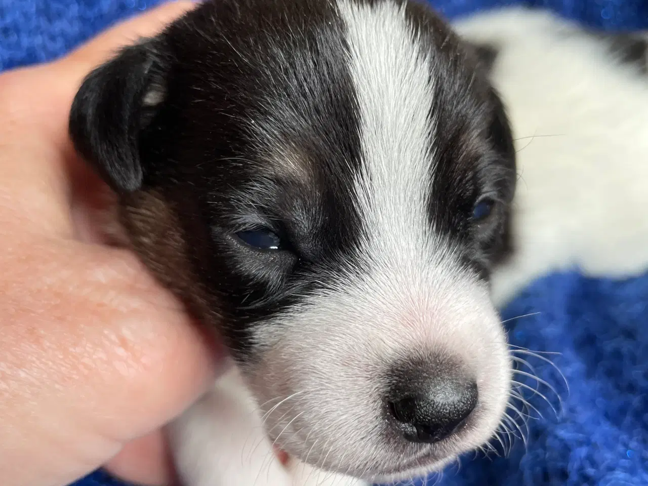 Billede 5 - Dansk svensk Gårdhunde hvalpe 