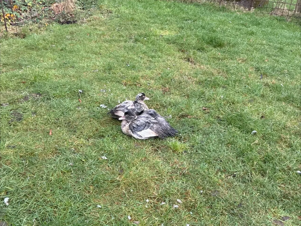 Billede 1 - Moskusællinger fra oktober