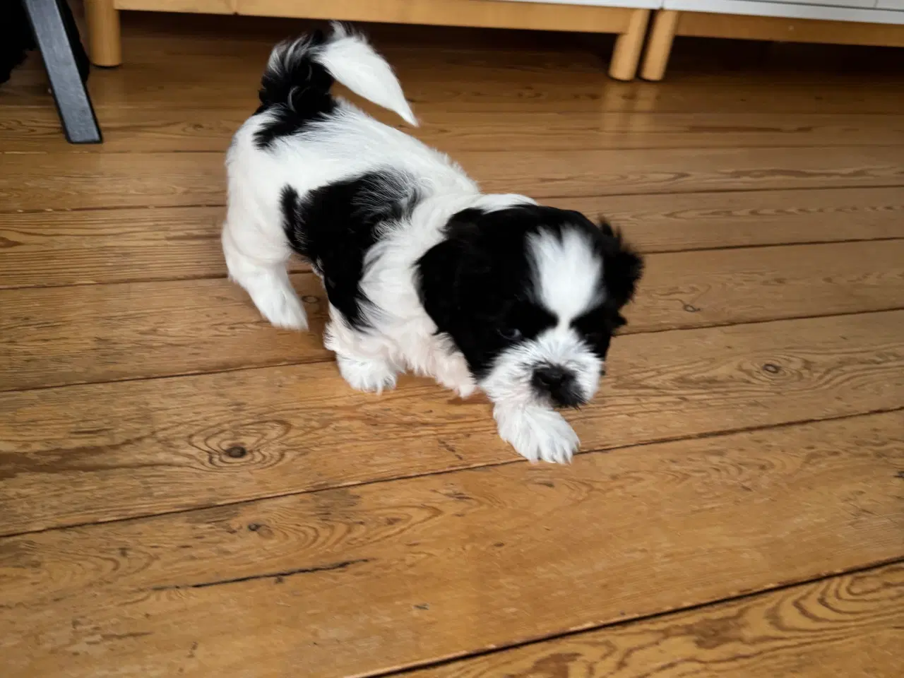 Billede 4 - Shih tzu hvalpe