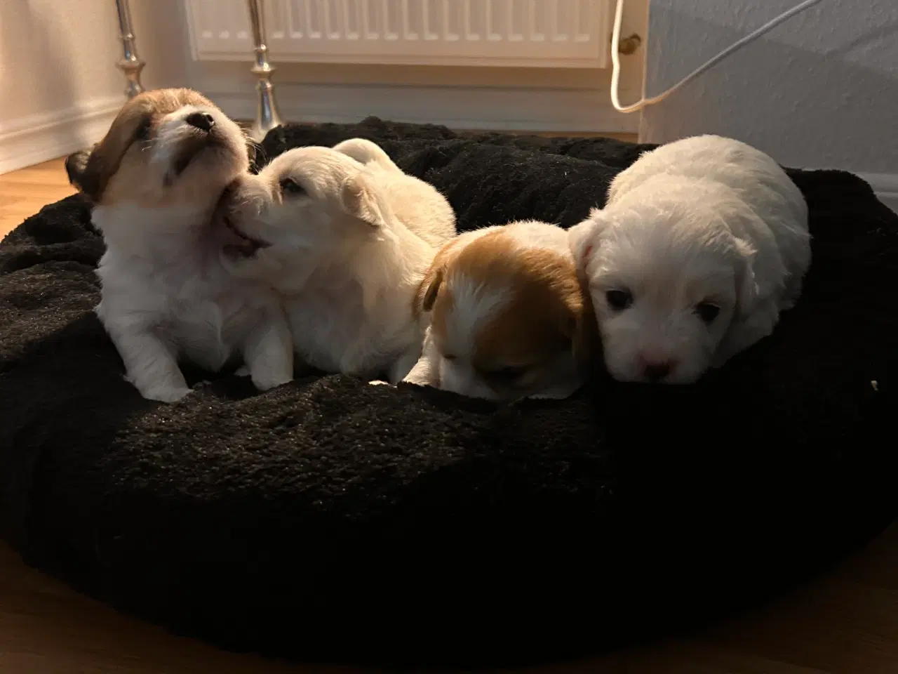 Billede 2 - Coton de tulear med basis plus stamtavle