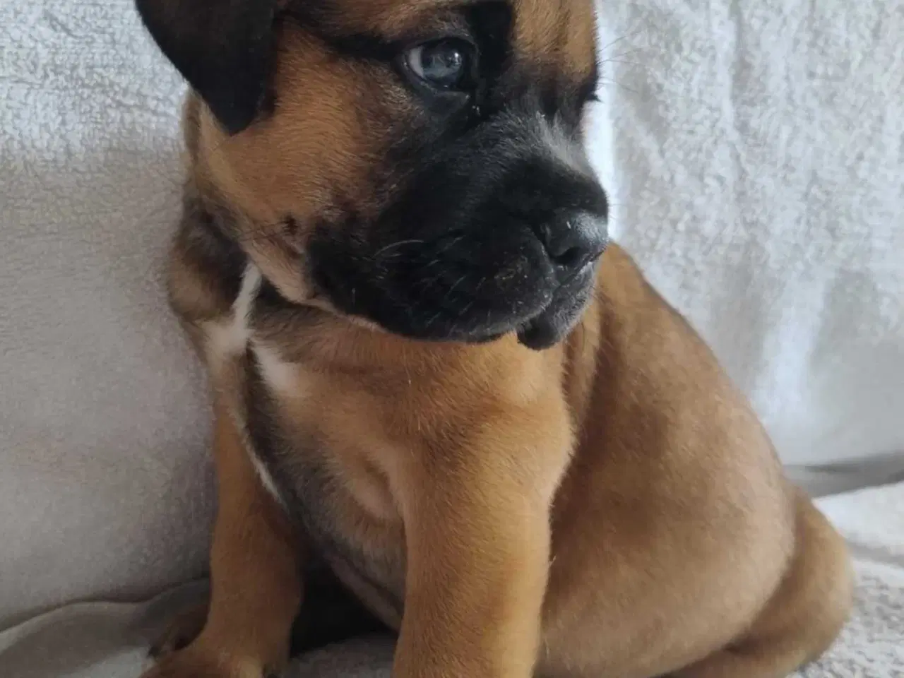 Billede 3 - Bullmastiff hvalpe, kan flytte 24. august