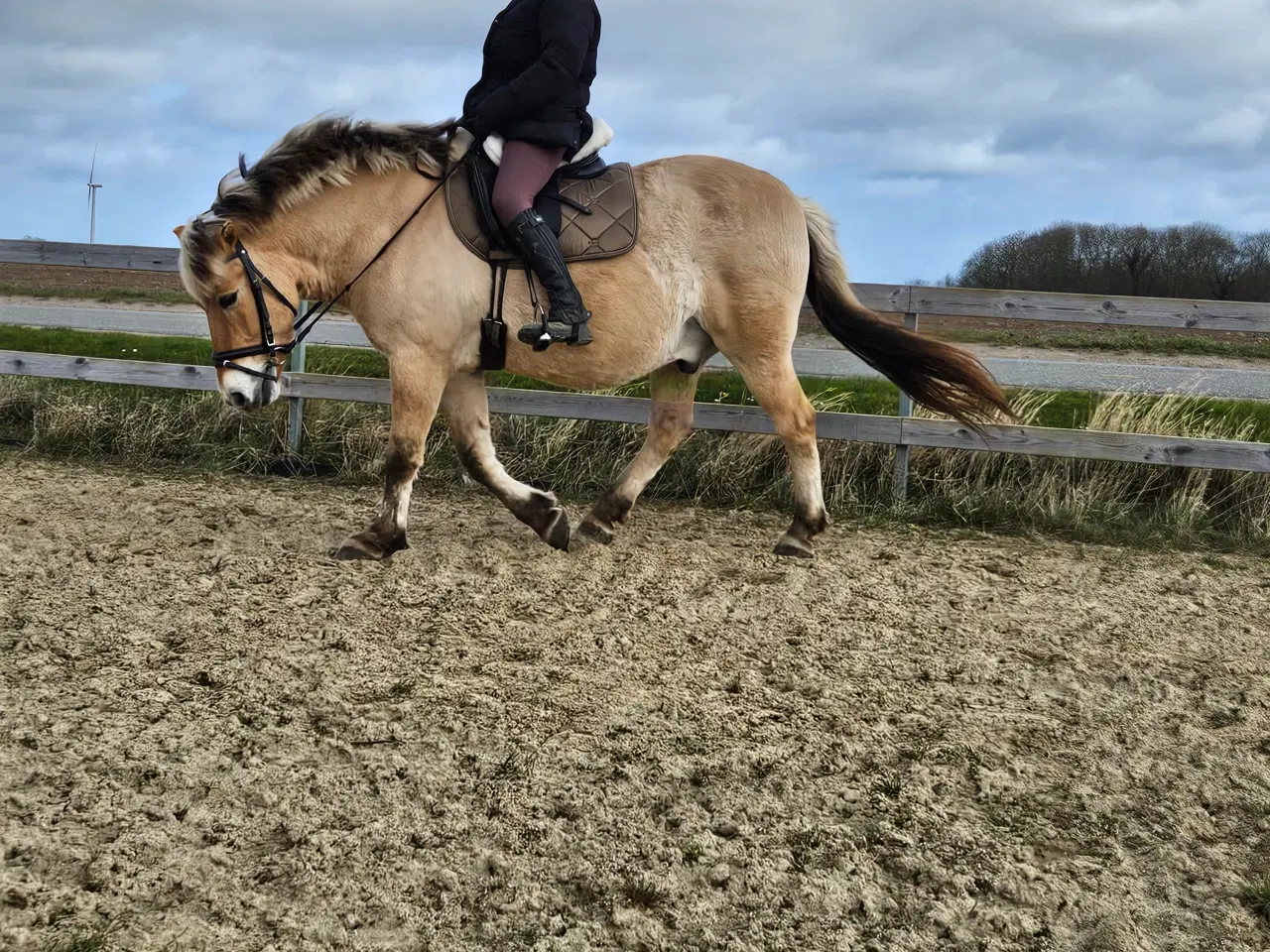 Billede 6 - Fjordhest/Nordbagger