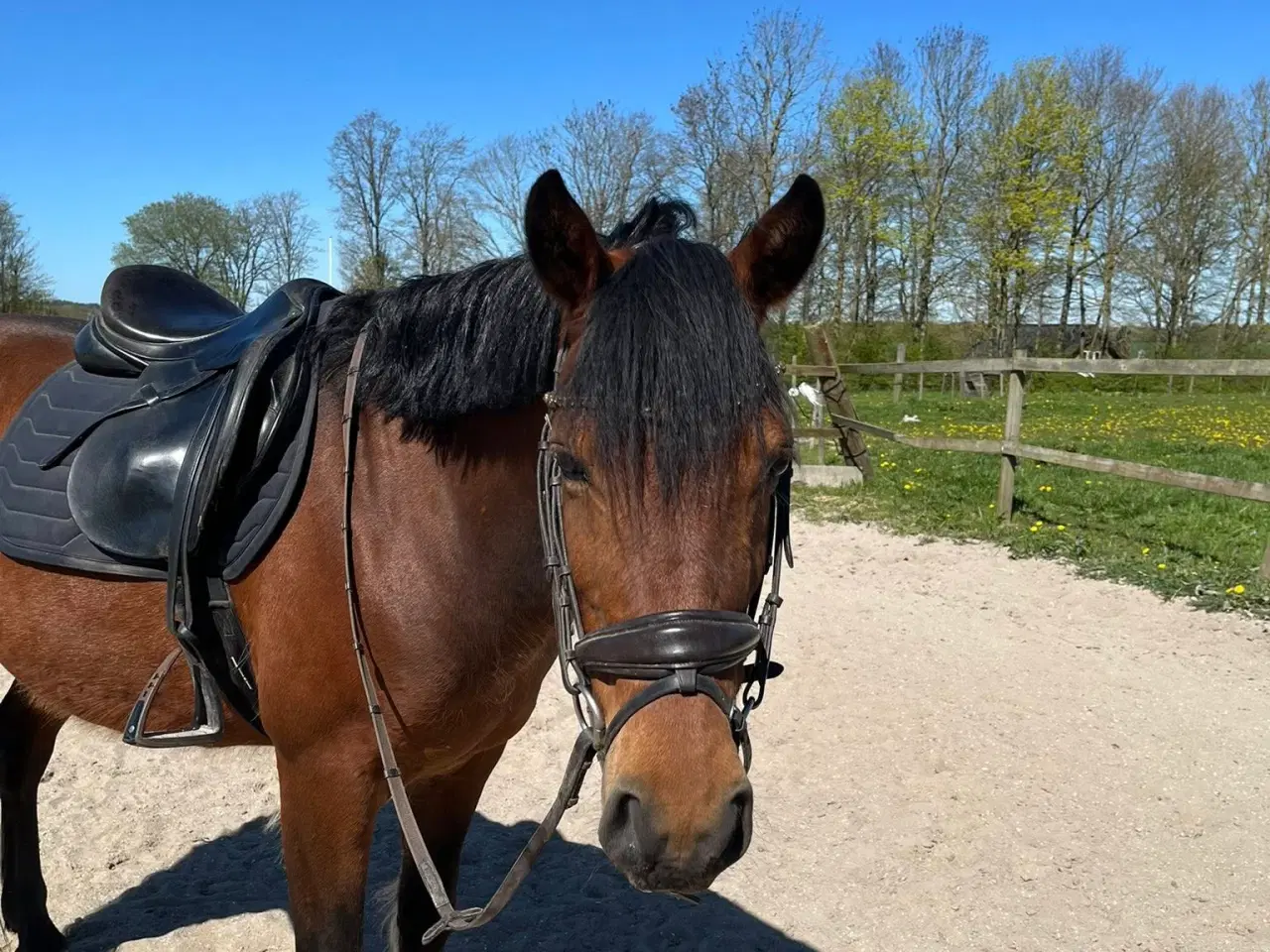 Billede 2 - Vallak på 9 år 140 cm