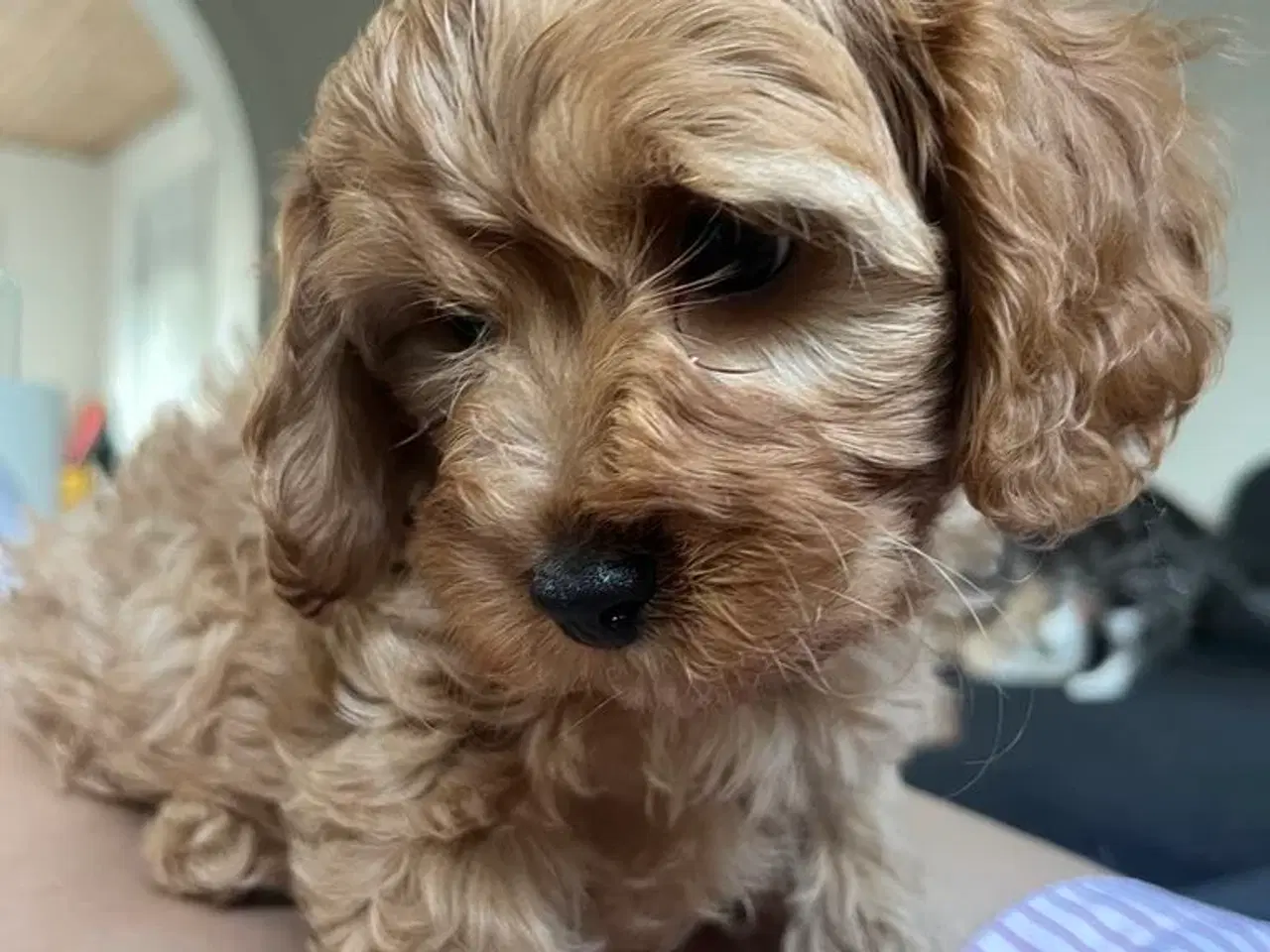 Billede 4 - Cavapoo hvalpe 