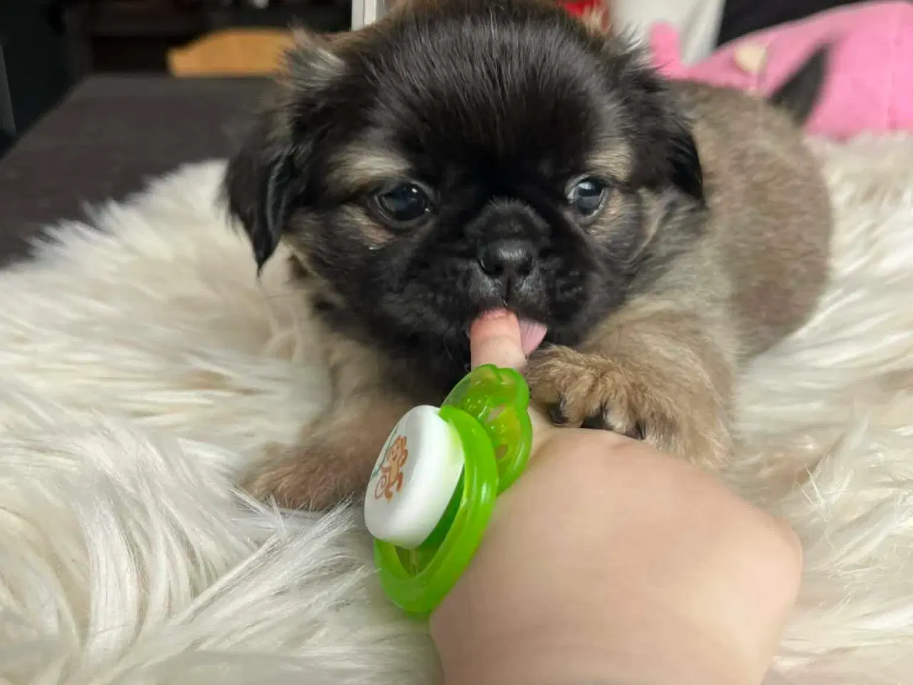 Billede 3 - Sødeste blandingshvalpe Mops/pekingeser/chihuahua 