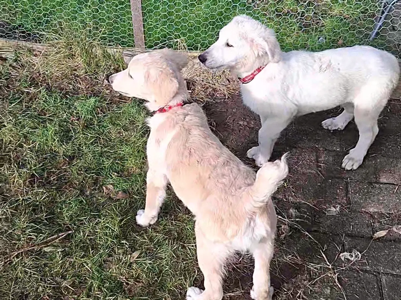 Billede 2 - Golden retriever mix