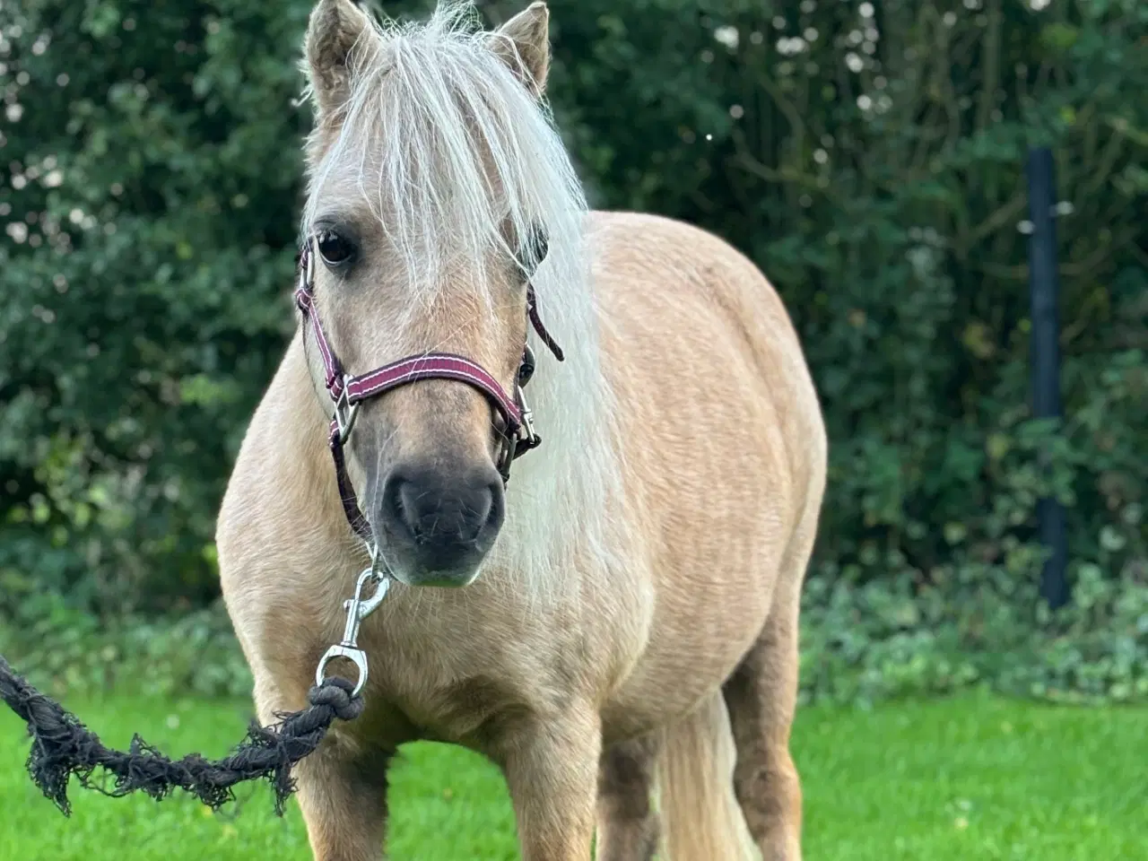 Billede 2 - Palomino shetlandsponyhoppe 