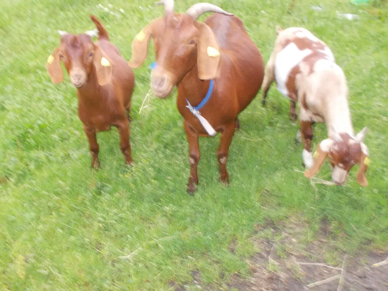 Billede 2 - boergeder