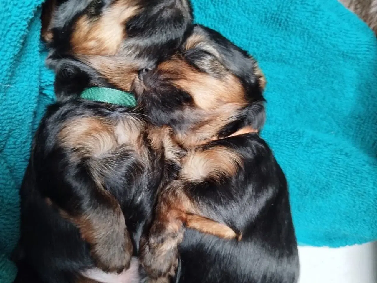 Billede 1 - Yorkshire Terrier hvalpe