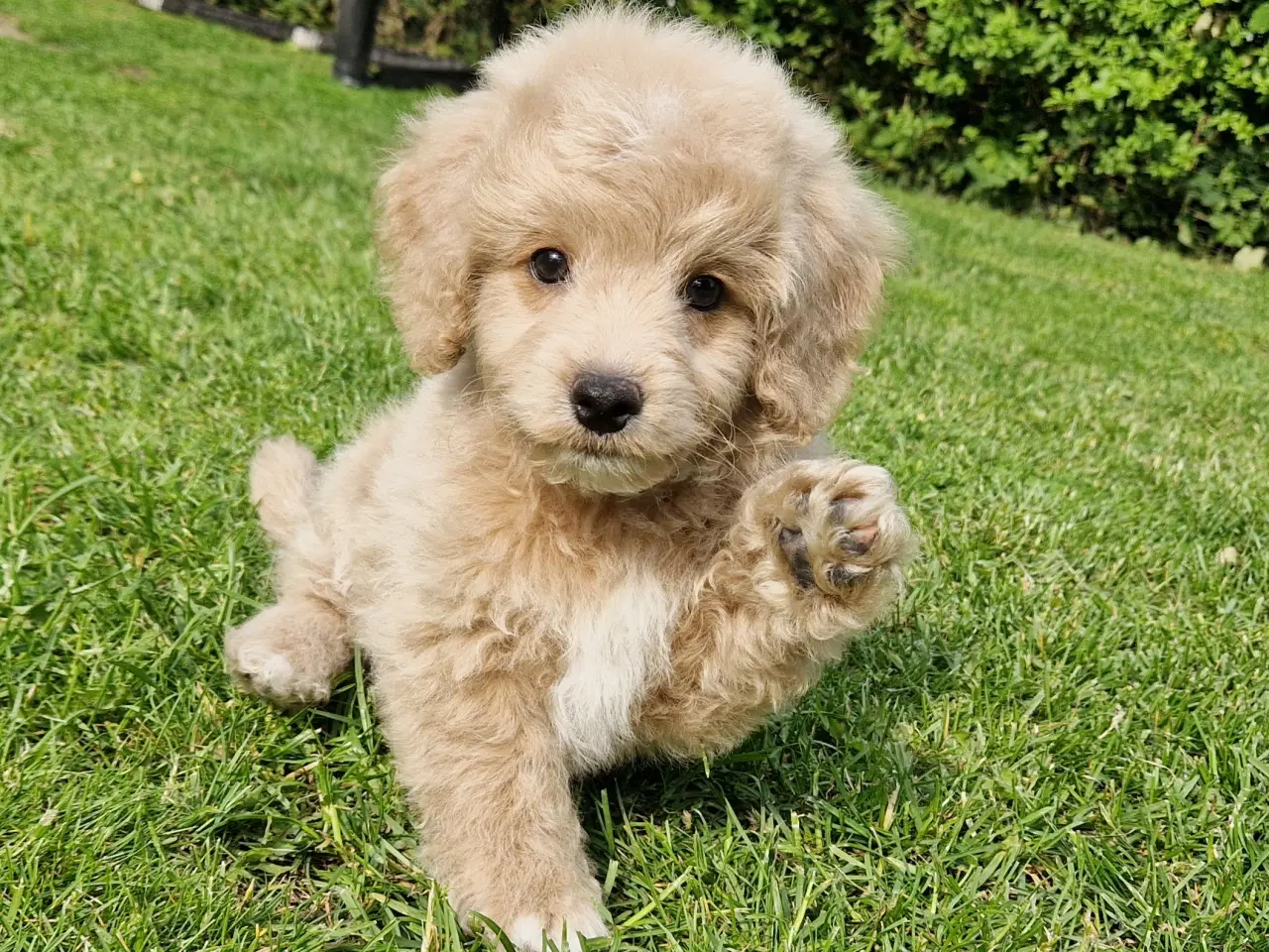 Billede 6 - Havapoo Bamser Puddel & Bichon Havanais