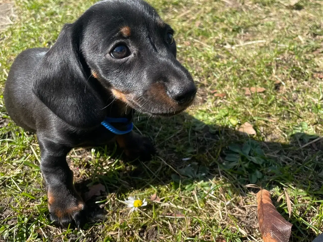 Billede 2 - Smukke Gravhund Hvalpe