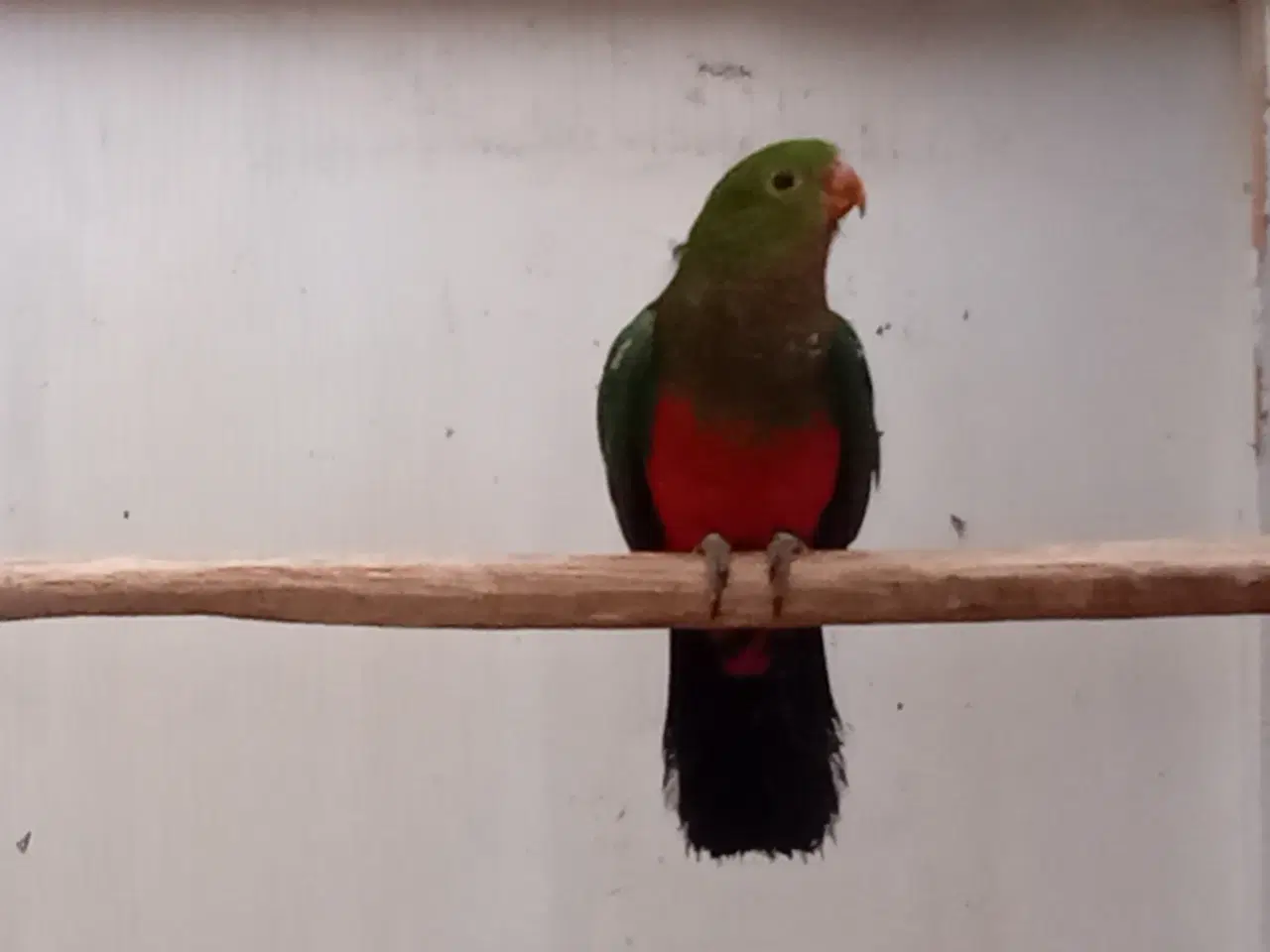 Billede 2 - Konge parakit