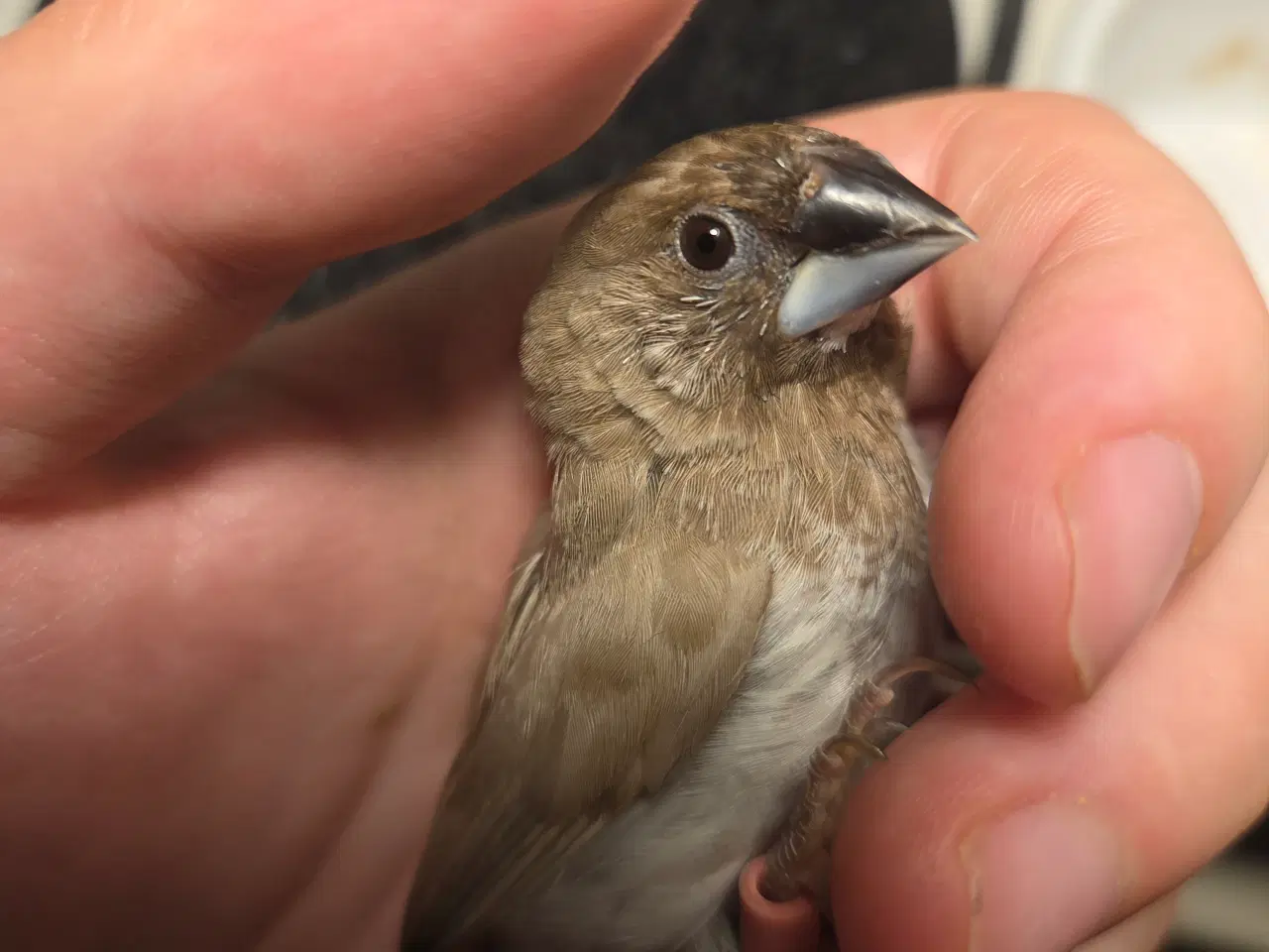 Billede 7 - Finker sælges 