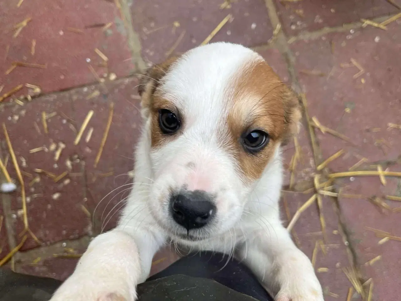 Billede 1 - Sødeste lille Panda søger familie