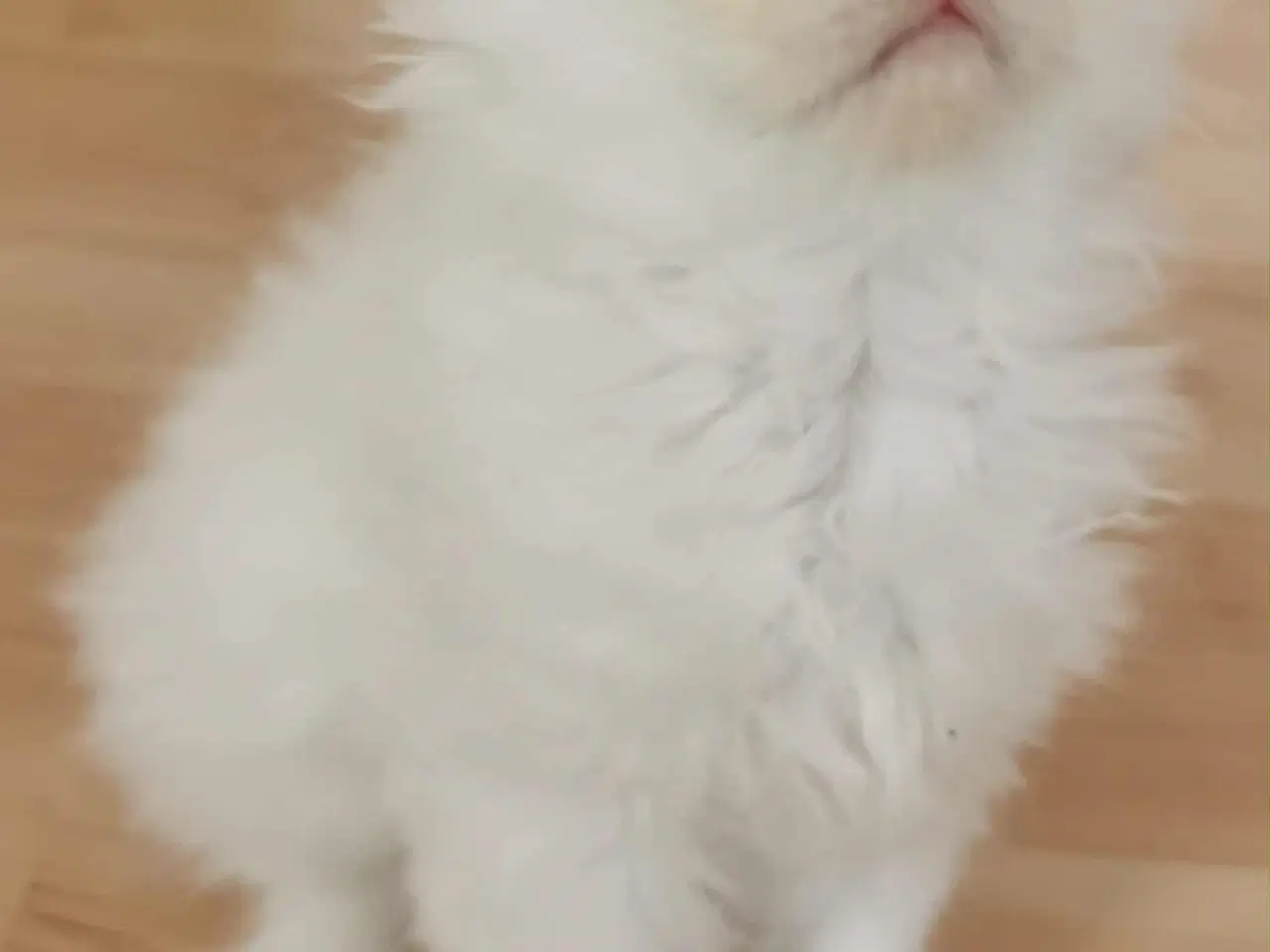 Billede 4 - Ragdoll perser