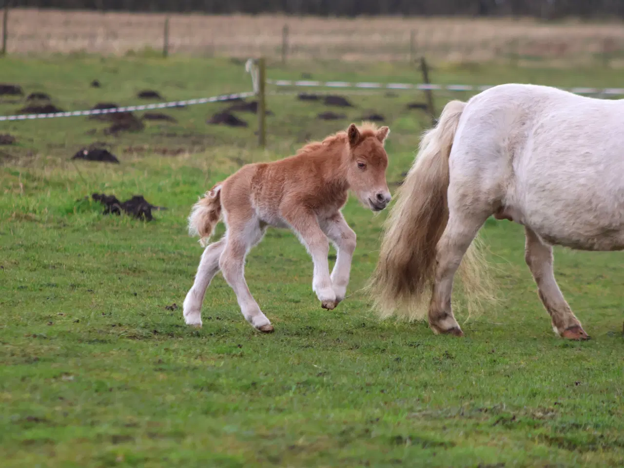 Billede 1 - palomino farvet shetlandspony hingsteføl, rødt pas