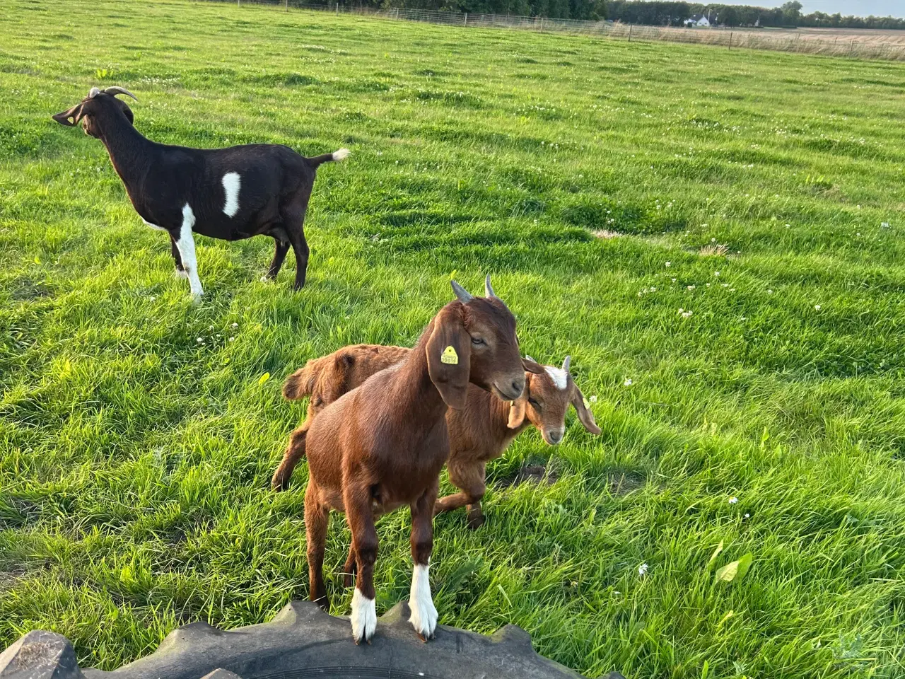 Billede 3 - Boerged 